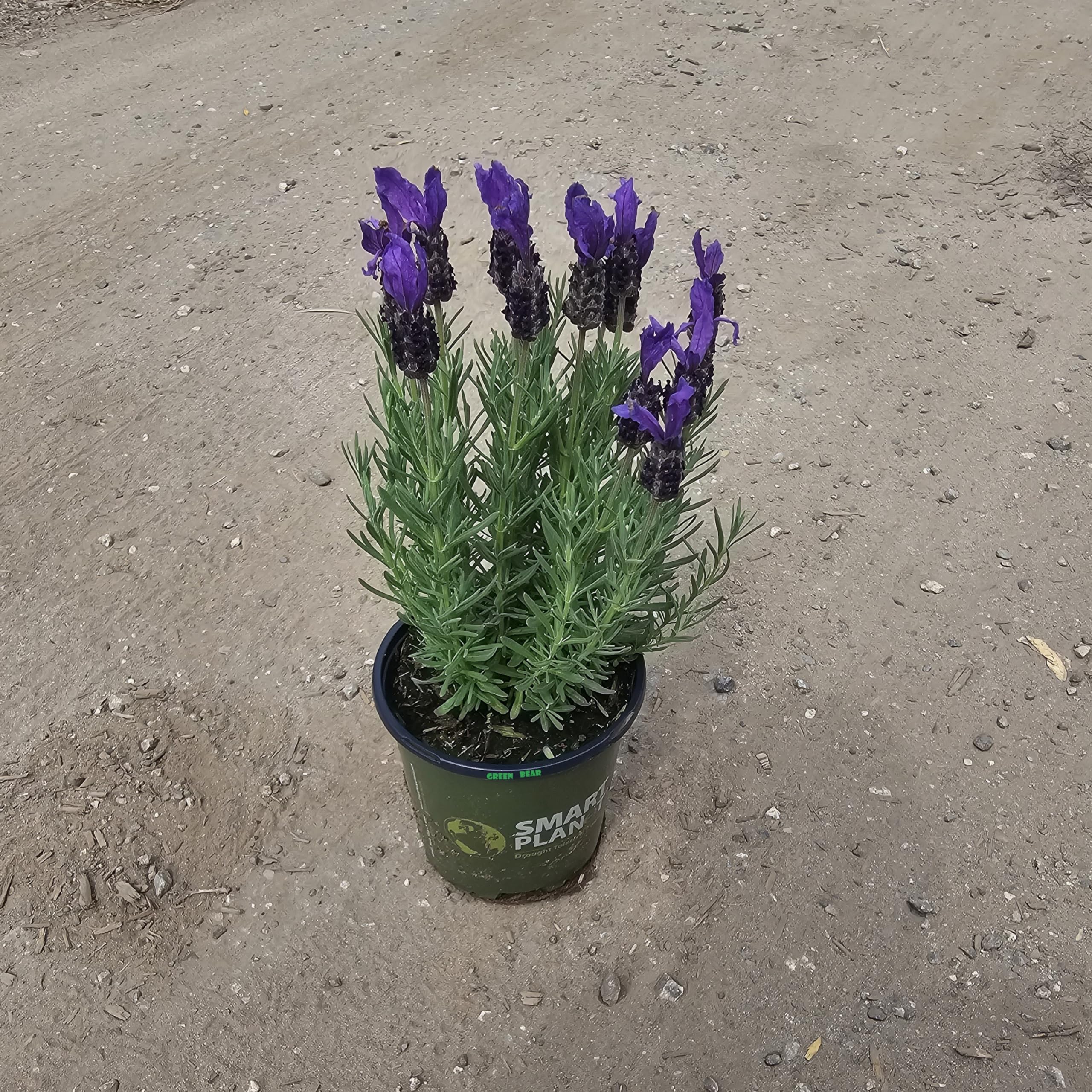 Amazon.com : Lavandula Stoechas Plant, Spanish Lavender, Potted, 10-15  inches Tall (Vibrant Purple/Pink - Spanish Lavender, 1 Gallon) : Patio,  Lawn & Garden