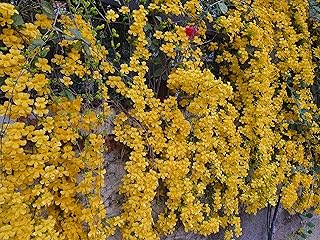WYNORG Cat's Claw Creeper Plant - Stunning Yellow Flowering Vine, Outdoor Climber for Wall and Fence Decoration, ideal for decorating walls, fences, or trellises, creating a lush green backdrop.-picture-15