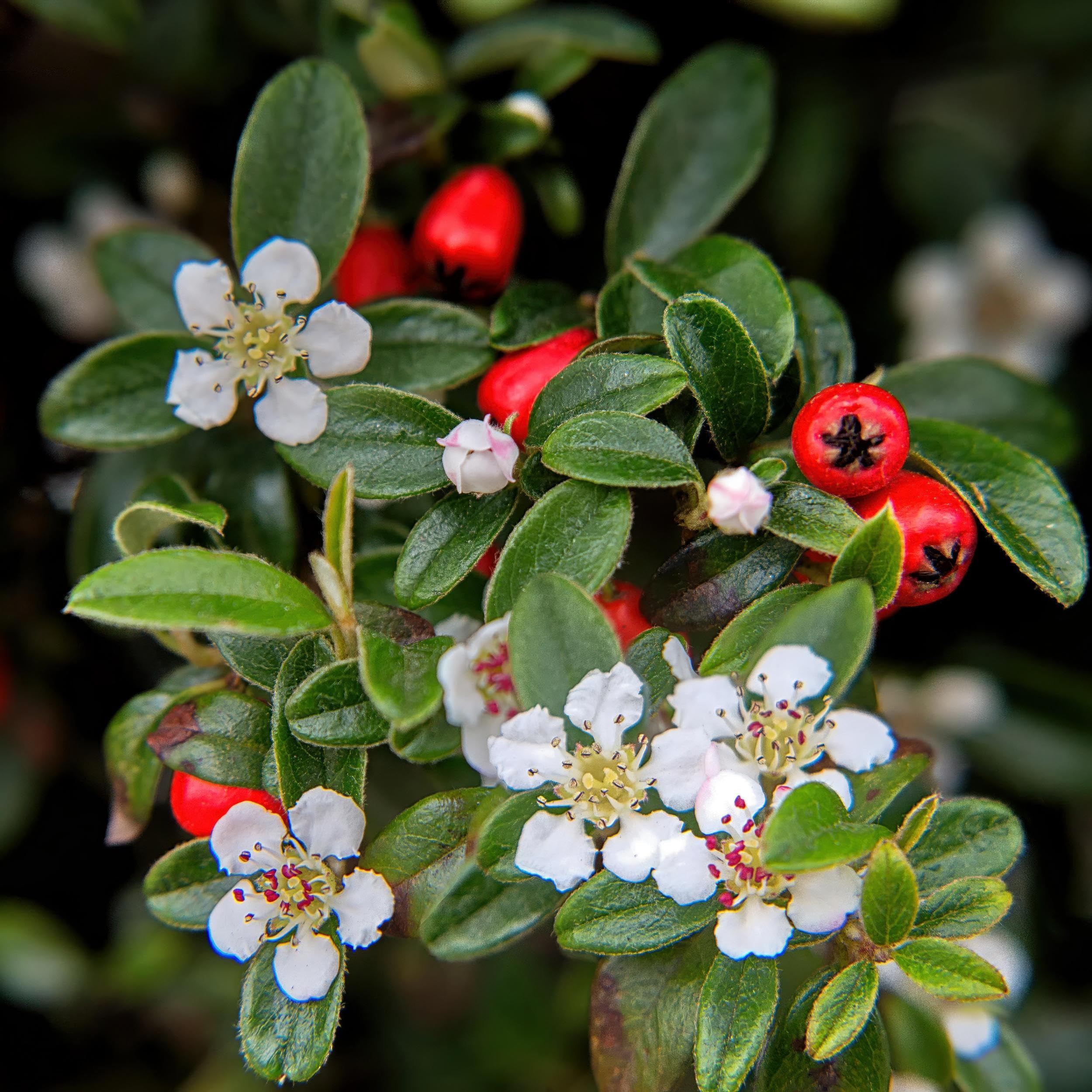 Cotoneaster dammeri | 6 pièces - 10-25cm - Ø9cm - Plante de jardin