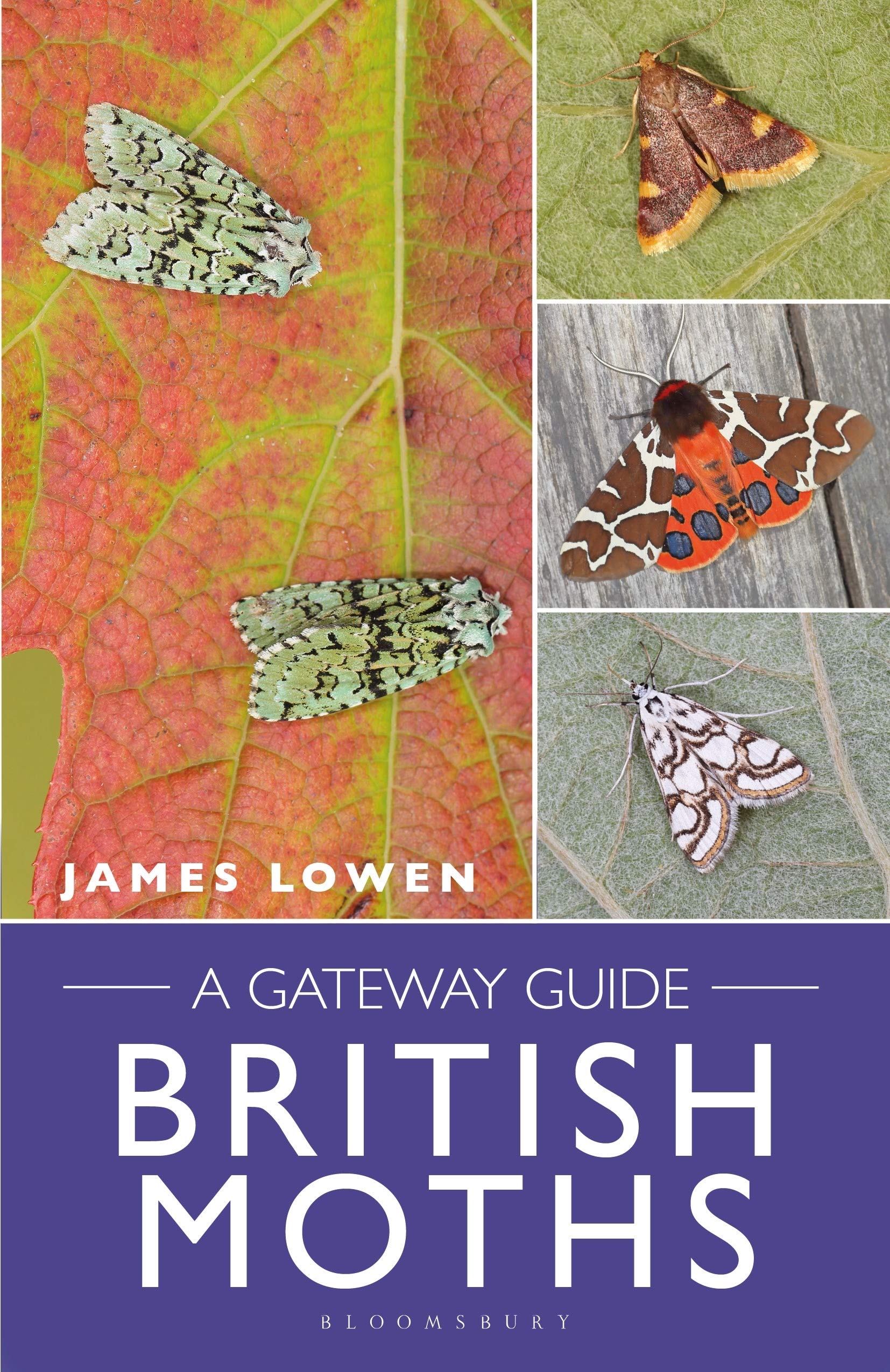British Moths: A Gateway Guide (Bloomsbury Naturalist)
