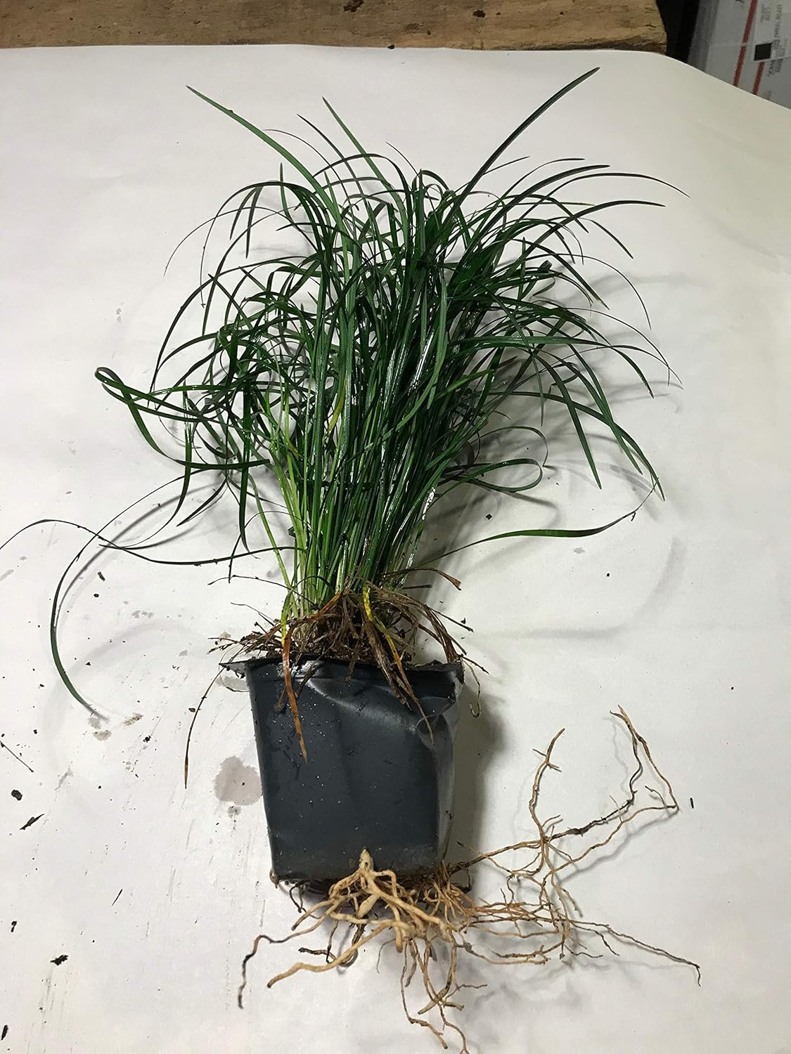Mondo Grass (Ophiopogon japonicus) 3.5 inch pots. (60)