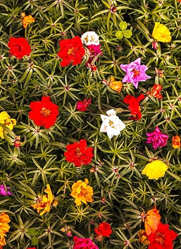 Portulaca Grandiflora Seed Mix Garden Verdolaga Doble Flor Musgo Rosa Alrededor de 500 Semillas