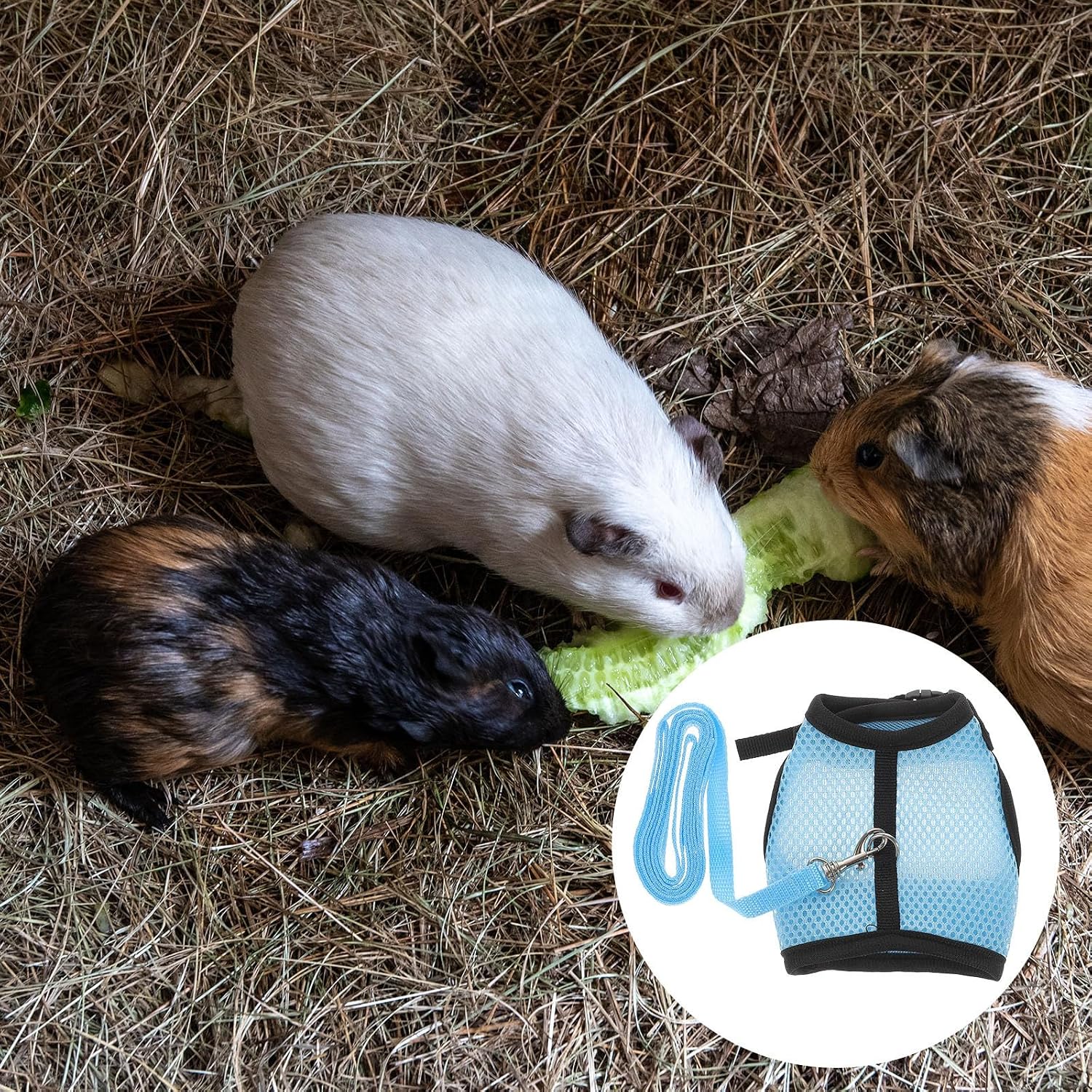 HEMOTON Blue Mesh Cloth Guinea Pig Outdoor Leash and Harness Set, Prevents Choking and Protects Skin, Adorable Small Pet Pulling Strap for Indoor Use