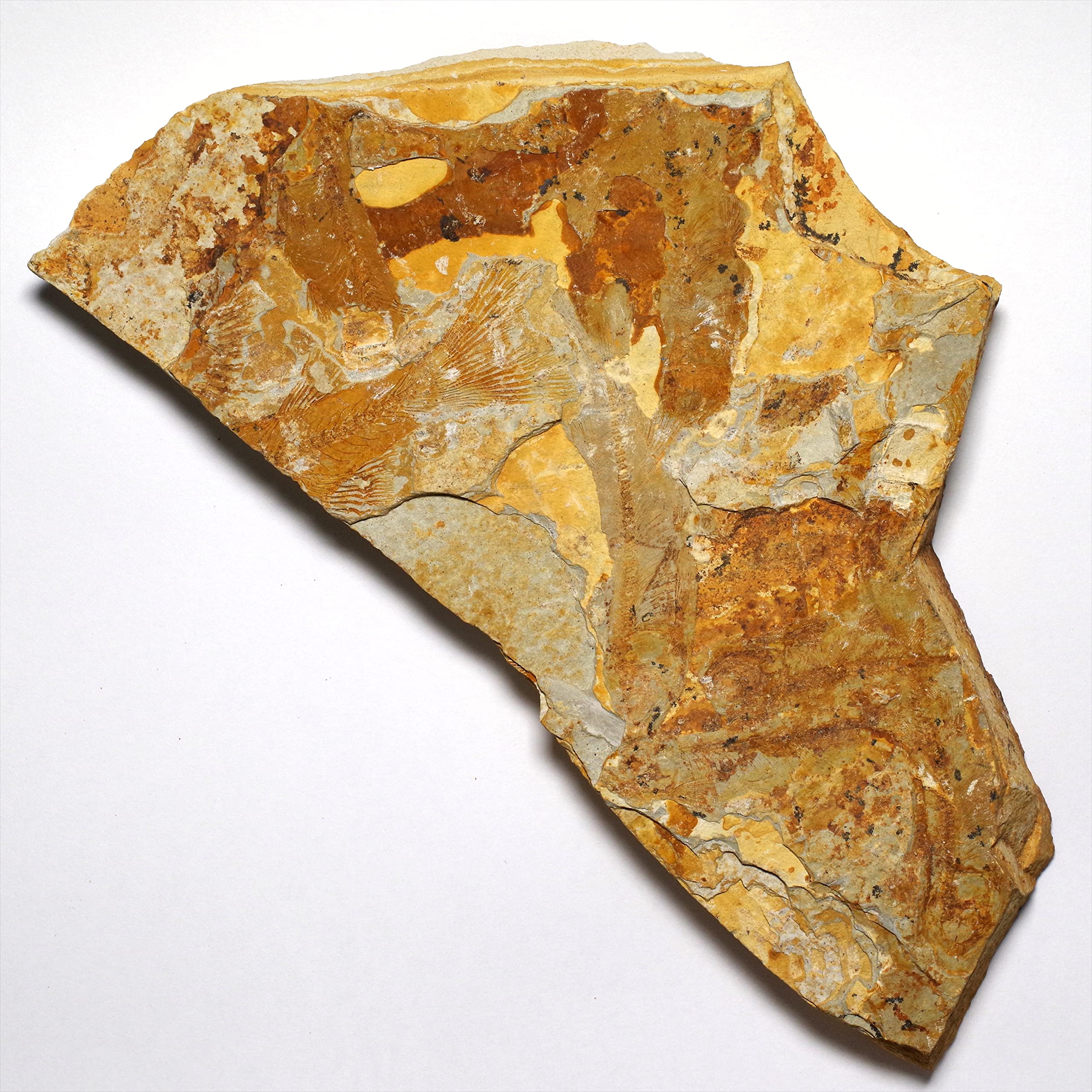 Amazon | [N2 stone Natural] 天然化石 絶滅古代魚が含まれる白