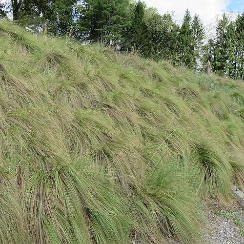 Miniatura 5 de YEGAOL Garden - Semillas de Lovegrass llorón Eragrostis Curvula perenne tolerantes a la sequía utilizadas como cultivo de forraje para ganado,