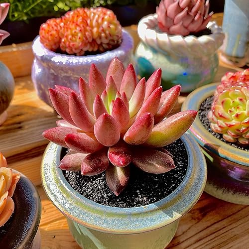 Miniatura 3 de Generic Echeveria - Plantas suculentas vivas raras de cerezas, 1 maceta de tamaño de 2 pulgadas, planta viva rosa, excluye maceta y tierra,