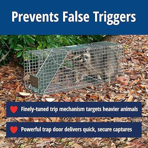 Miniatura 4 de Havahart 1079SR - Trampa de animales vivos grande de 1 puerta para mapaches gatos bobcats castores perros pequeños marmotas zorros armados y