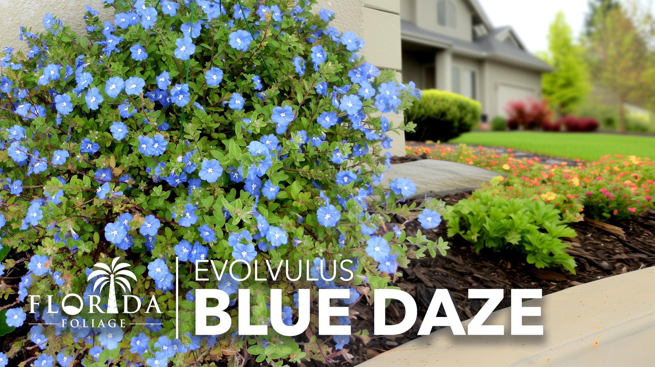 Amazon.com : Blue Daze | 1 Large Trade Gallon Size Plant
