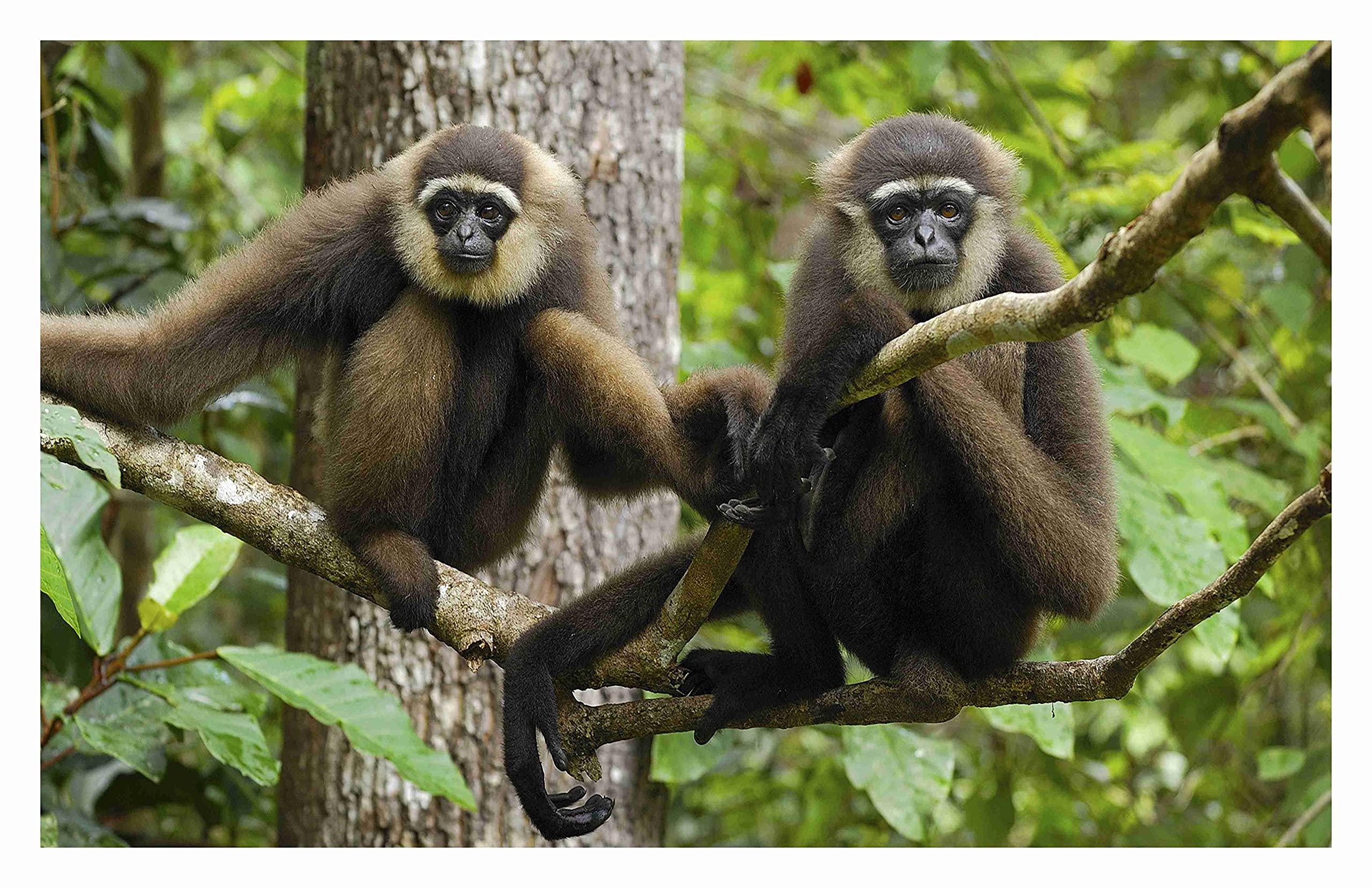 BALDAU PRINTS Monkey Langur Photo Wall Poster For Room (Gloss Laminated, 12X18 Inch, 300 GSM) F-278 (B0BRNFSCF3) Amazon Price History, Amazon Price Tracker