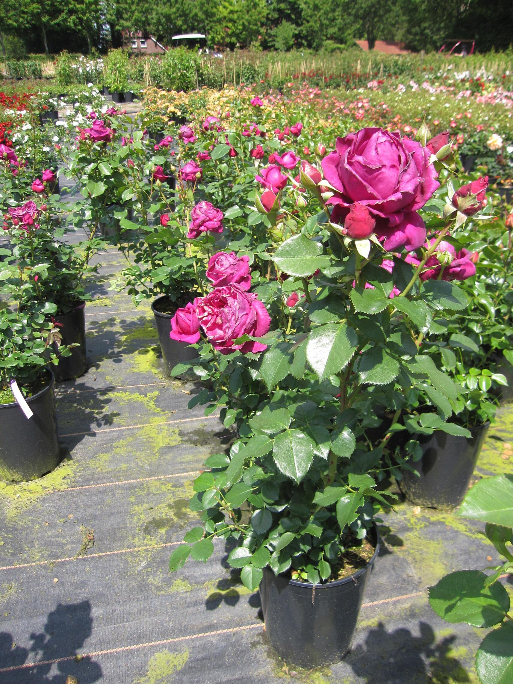 Rosa Für Elise ® - Beetrose Für Elise ® - Kordes Rose - ADR Rose
