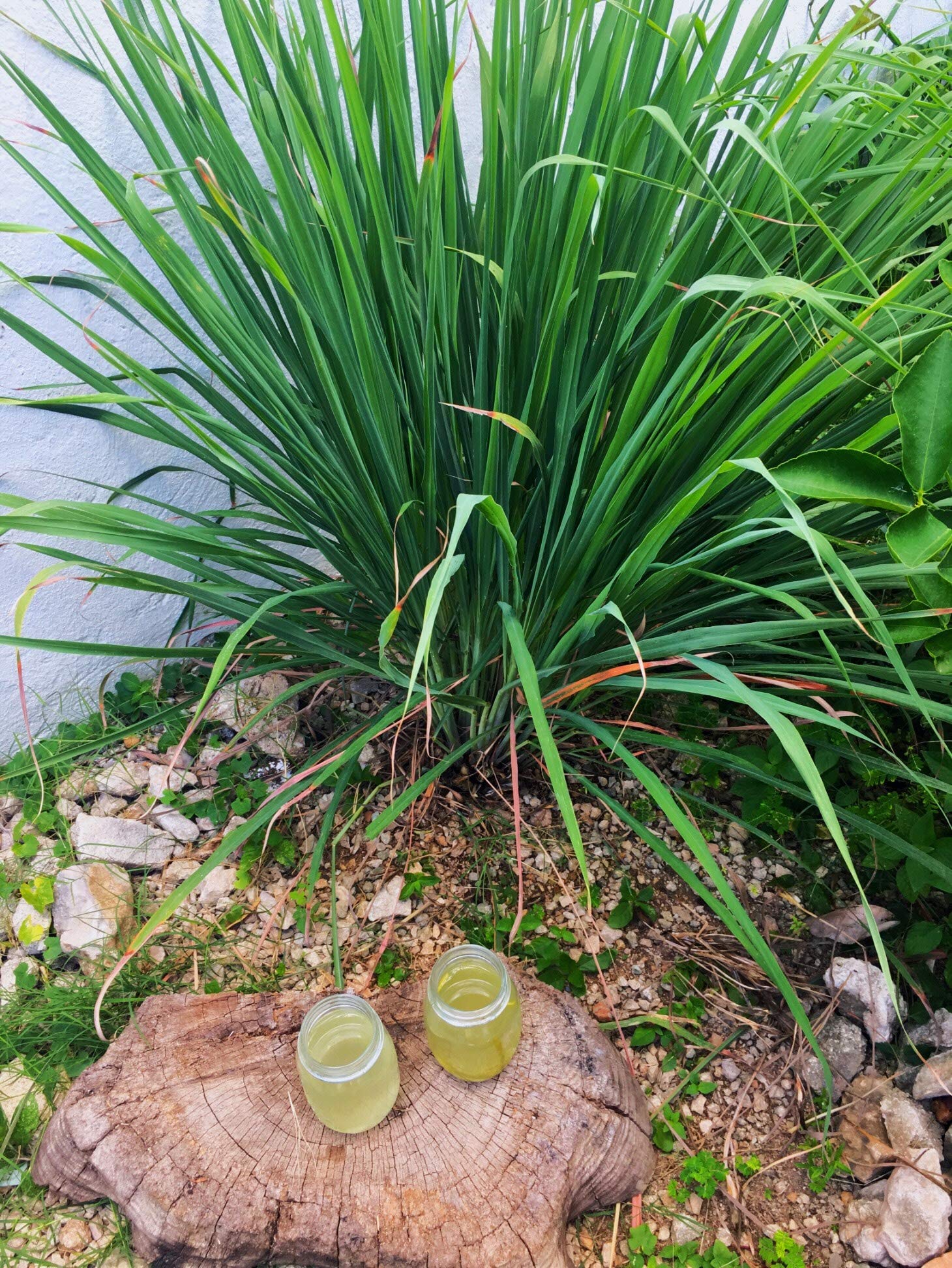 Lemon grass live plants for home (B0C1HKPNSZ) Amazon Price History, Amazon Price Tracker