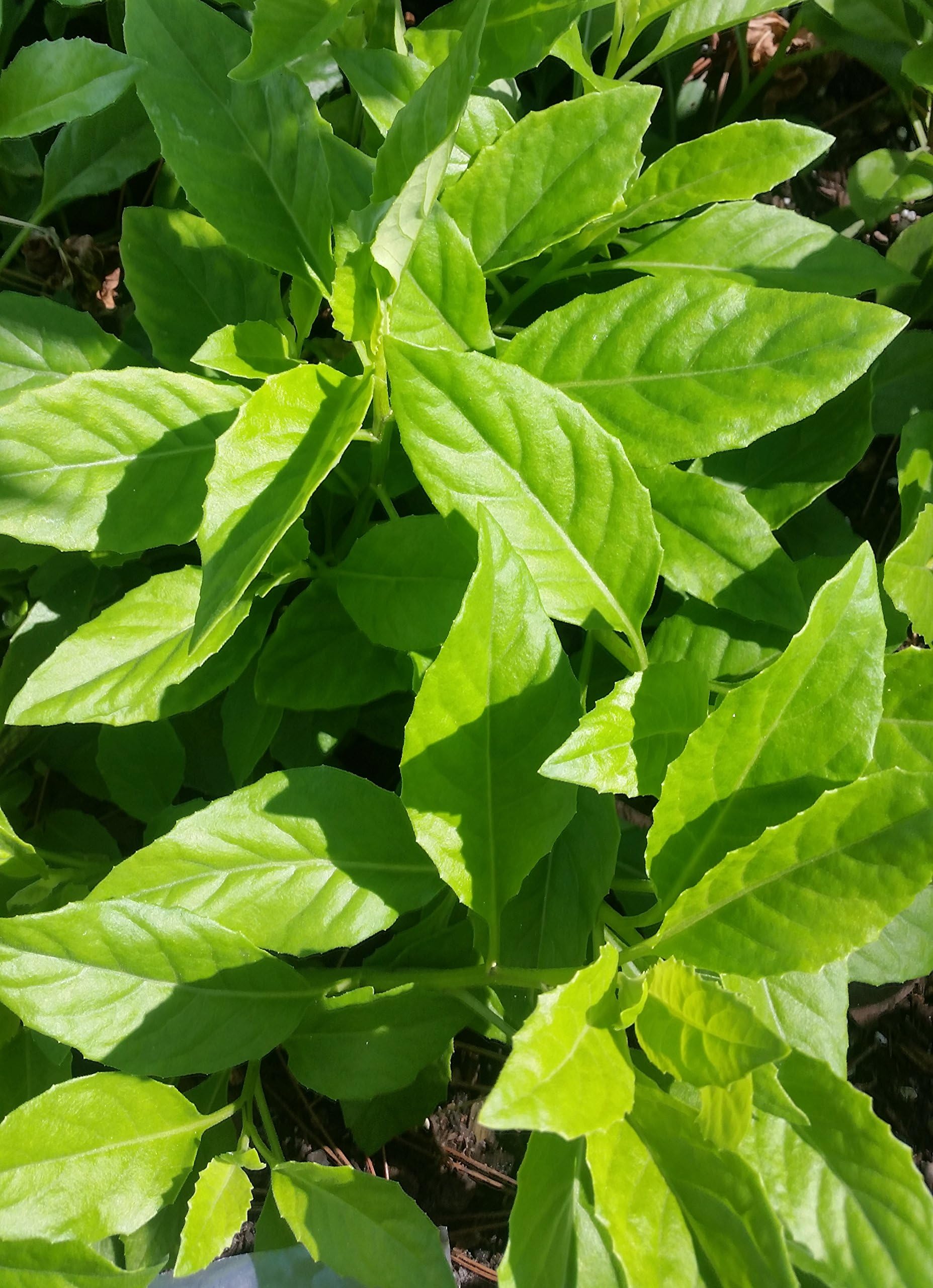 Gynura procumbens Longevity Spinach from Amazingflgarden 1 starter plant with 3 rooted cuttings