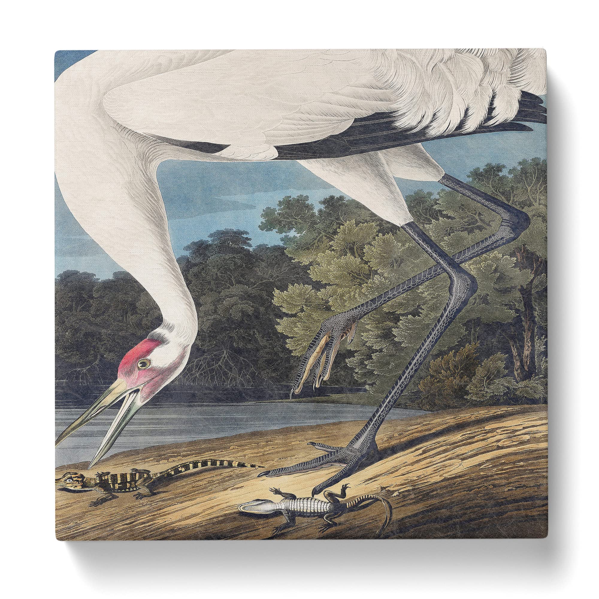 Hooping Crane Bird by John James Audubon Canvas Print, Mixed, 35L x 35W cm - Image 2