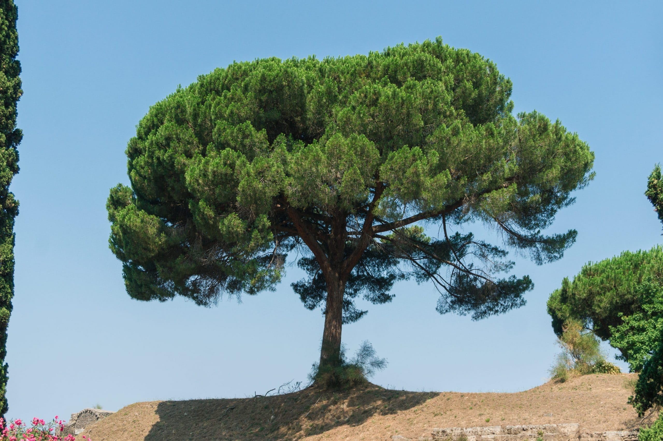 Graines de Pin Parasol (Pinus Pinea) - Conifère Méditerranéen - Pignons Comestibles