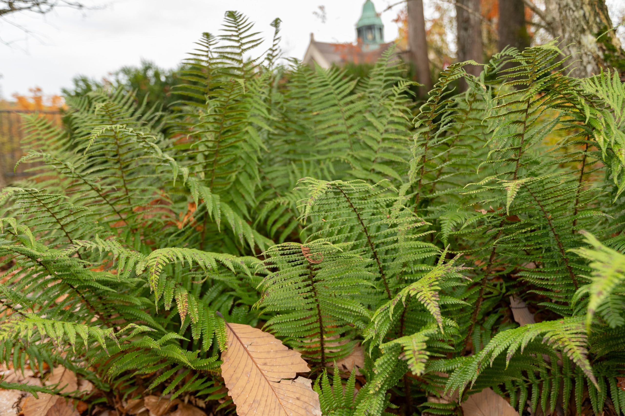 Stauden Gänge 3 x Dryopteris affinis im 1 Liter Topf (Farn/Winterhart/Mehrjährig/Staude/Immergrün) Heimischer Goldschuppenfarn - Struktur und Anmut für schattige Beete