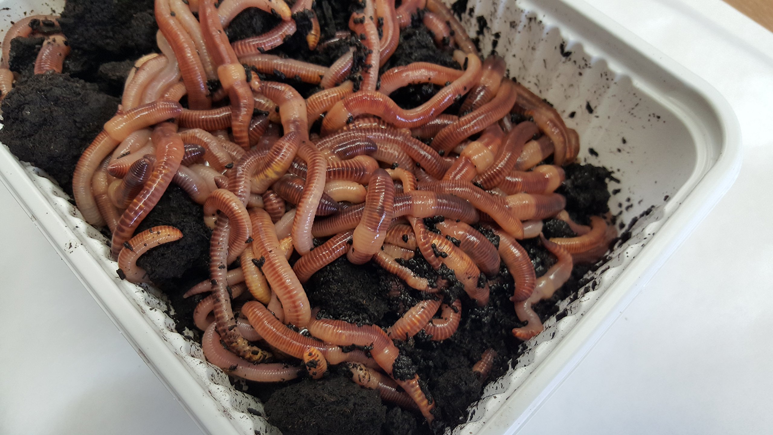 Green Gardener Composting/Tiger Worms (1kg) Buy Online in United Arab