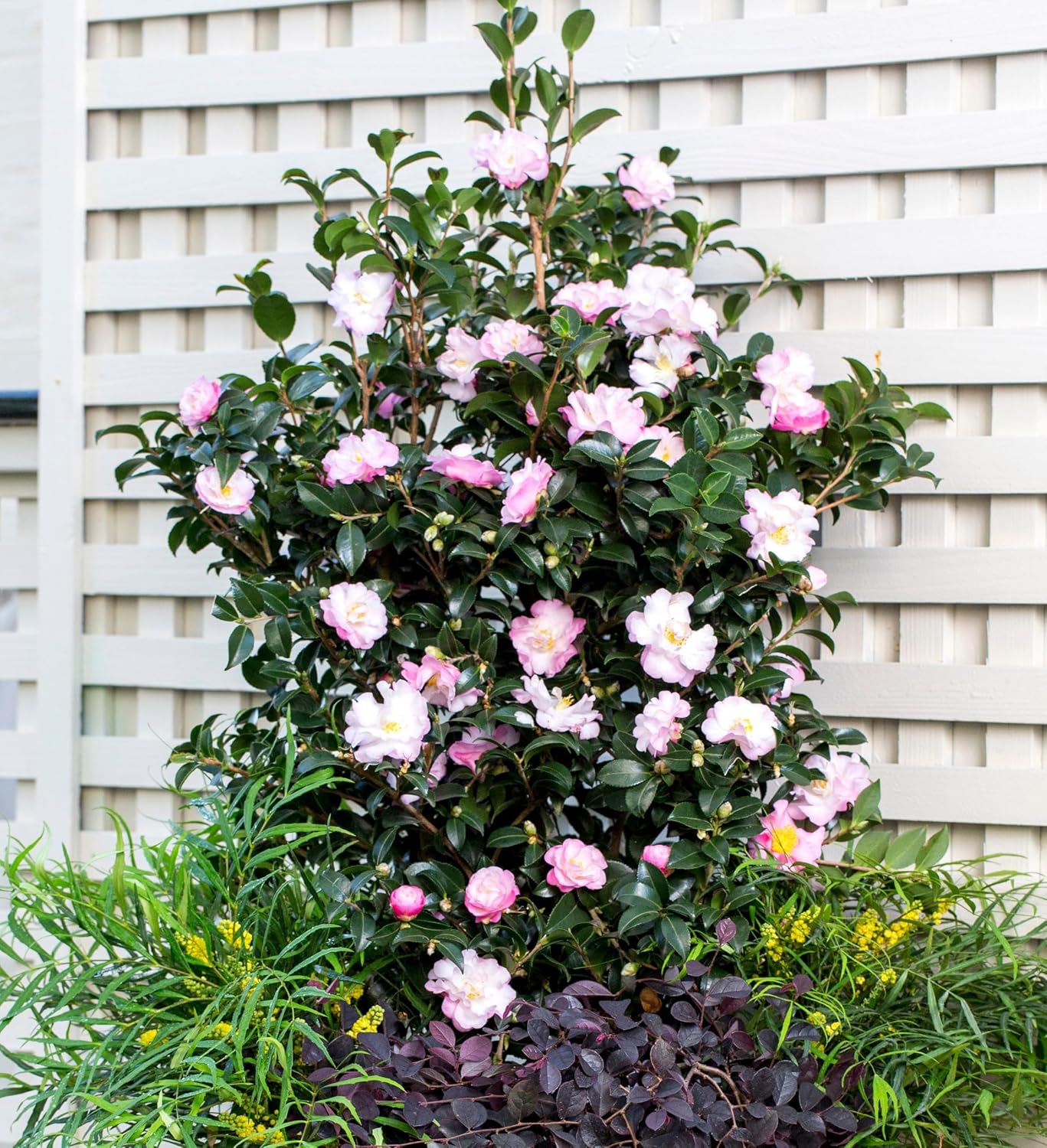 October Magic Orchid Camellia (2 Gallon) Flowering Evergreen Shrub with Pink and White Blooms - Full Sun to Part Shade Live Outdoor Plant - Southern Living Plants