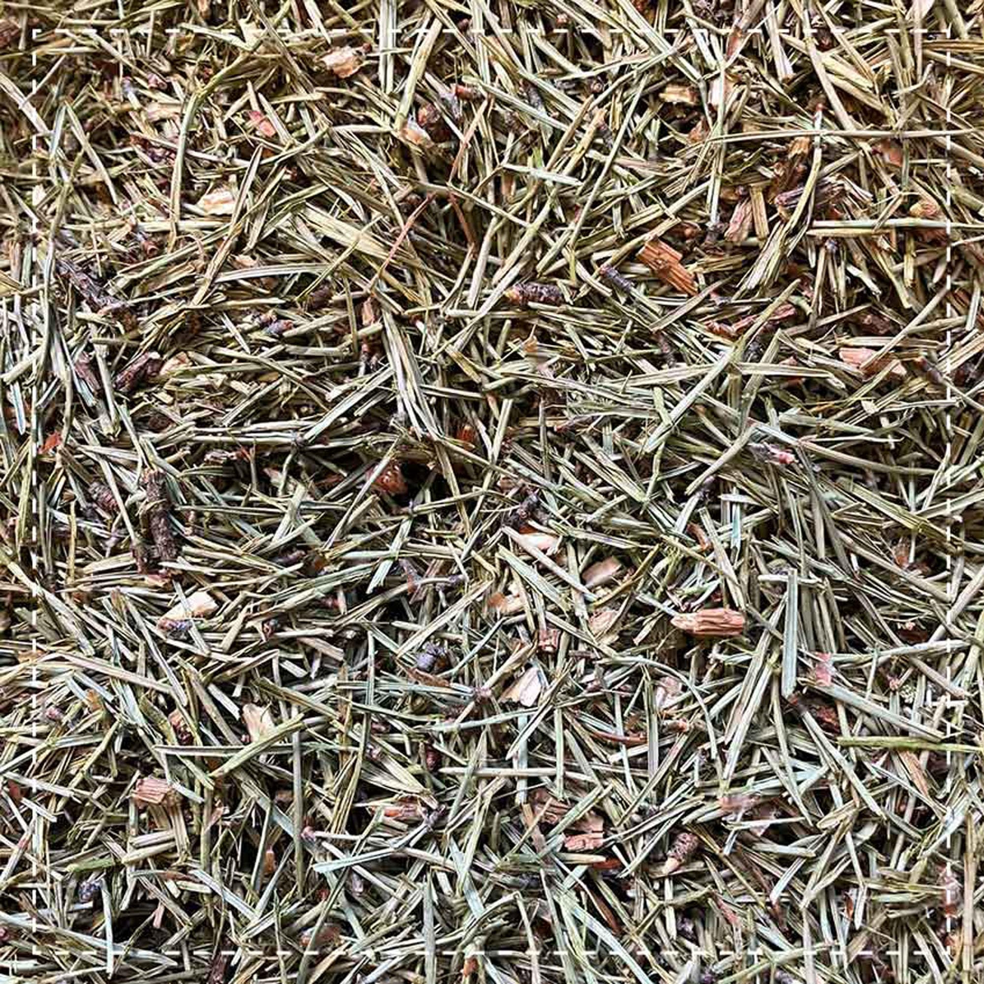 Aiguilles De Pin Pinus Sylvestris Fraîches & Cueillies à La Main