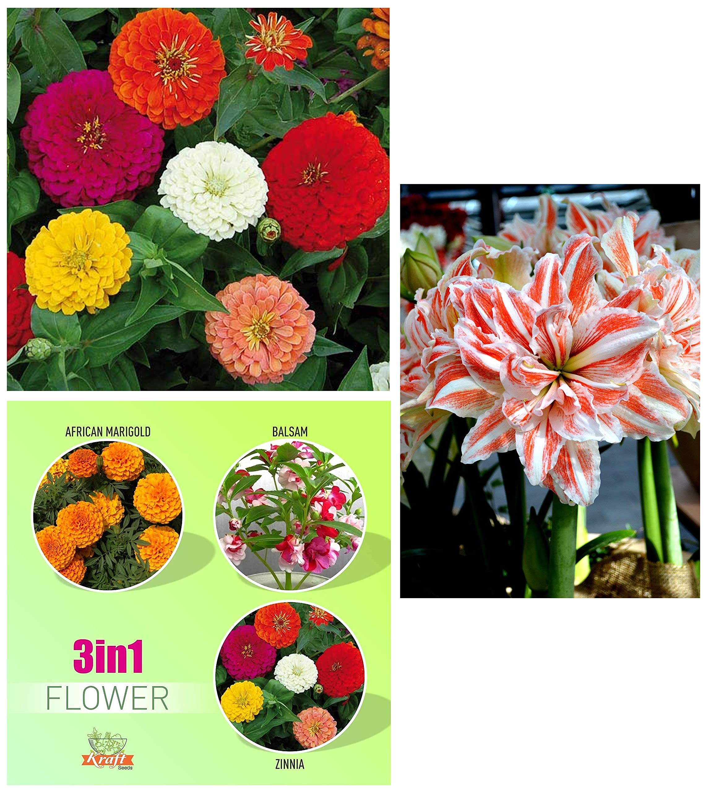 Kraft Seeds Amaryllis Lily Lilly Double Mix Rare Double Nymph Flower Bulb True Lily Pride & Zinnia Dahlia Flowers Mix GMO-free Seeds & Summer Bloom Flower Seeds (B0BC25BQSR) Amazon Price History, Amazon Price Tracker