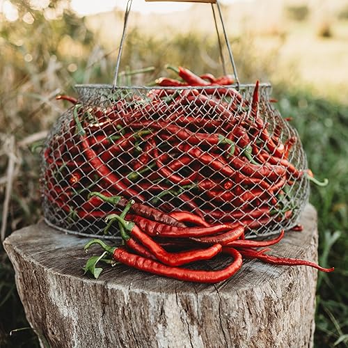 Miniatura 3 de Tatli Kil Sivri (Sweet Sivri) Pimienta turca - 25 semillas - Variedad de reliquia y polinizada abierta, cultivadas en Estados Unidos, semillas de