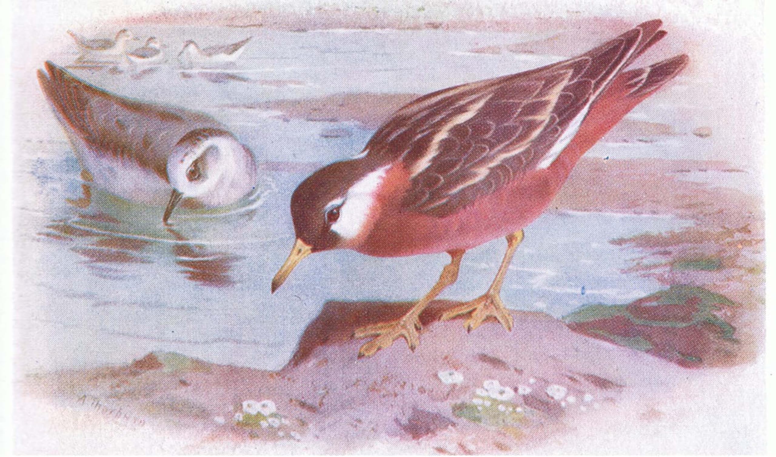 Artxlxxbn No Frame Famous Art Print Poster Vintage Wall Art Grey Phalarope From Birds Of The British Isles By Archibald Thorburn Canvas Art Poster For Home Decor 60X90cm