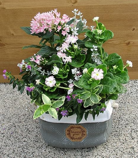 Amazon 季節の寄せ植え 色味を選べる スクエア陶器鉢 おまかせ 花苗 寄せ植え 赤 ピンク系 観葉植物 オンライン通販