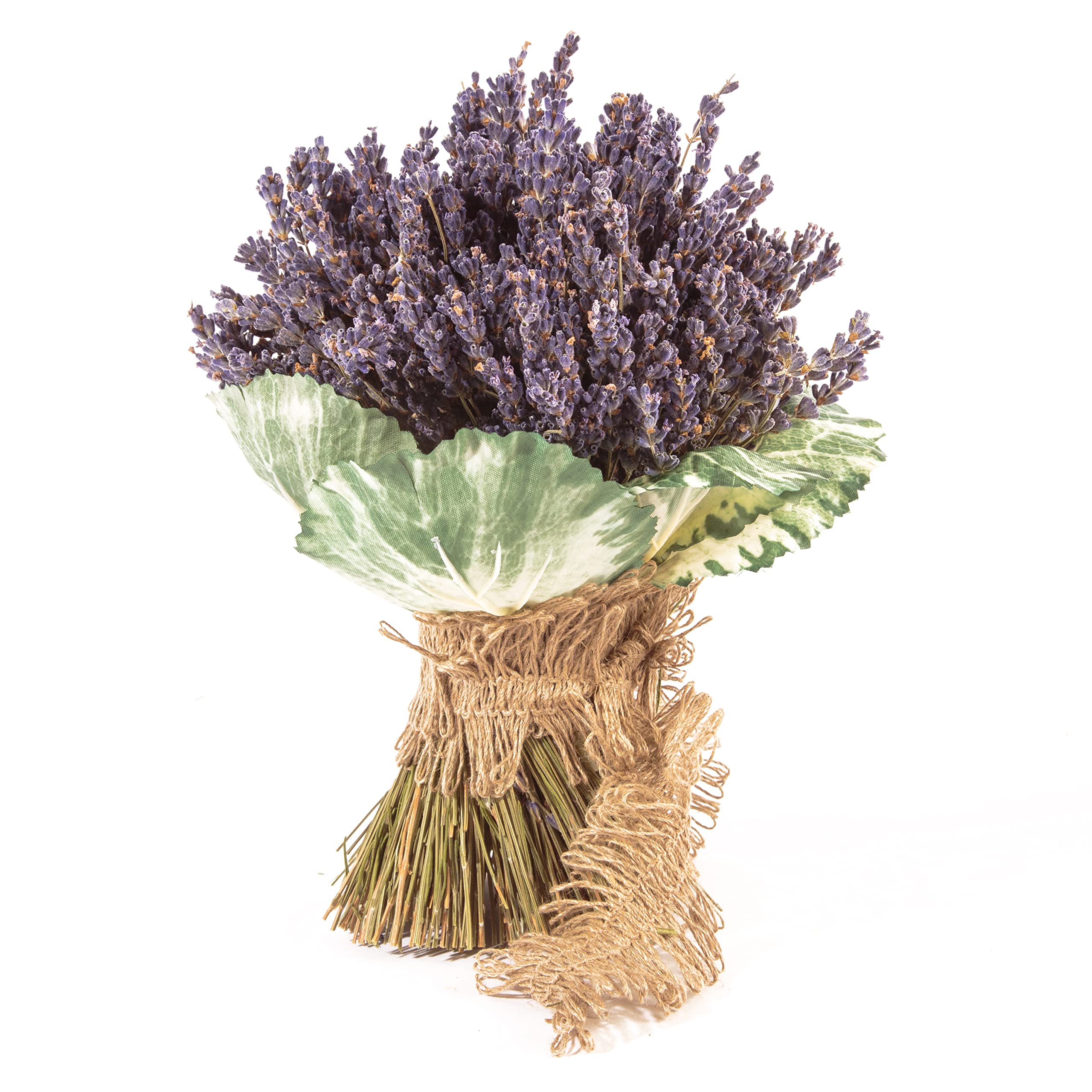 Getrockneter Lavendel aus der Provence Lavendelstrauß mit ca. 600 Stiele Trockenblumen Raumduft Deko Ernte August 2025