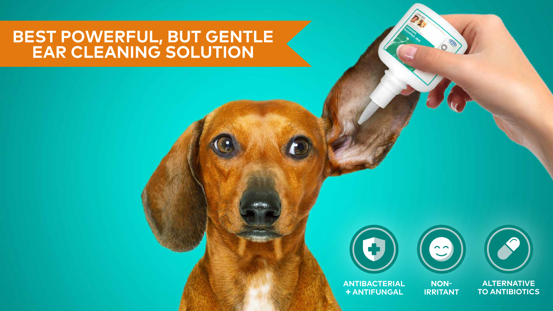 Ear Cleanser Home Dog Ear Cleaning Solution CleanAural Routine Ear