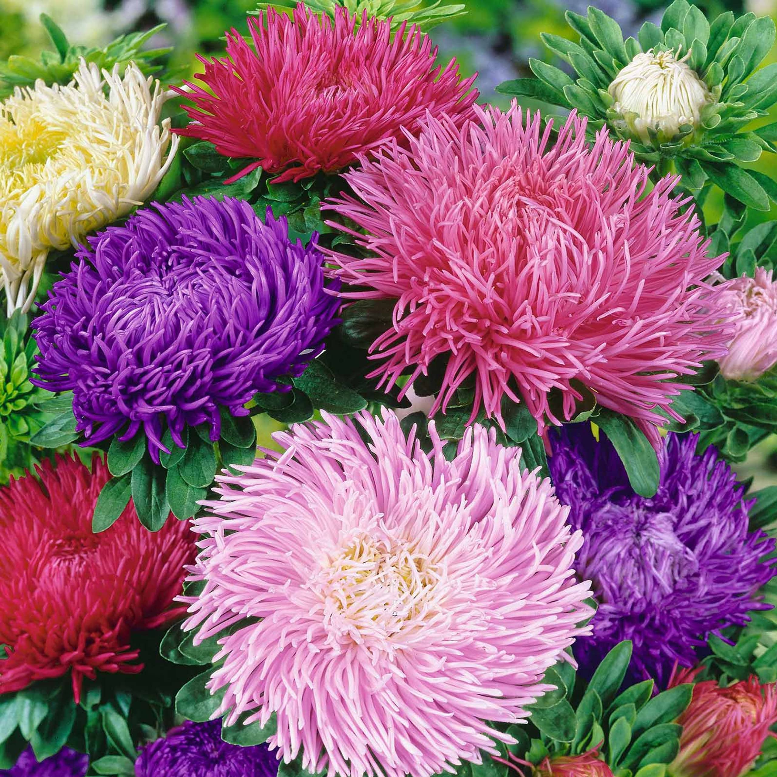 Live Green Aster Double American Beauty Mix Flower Imported Seeds - Pack of 20 Seeds