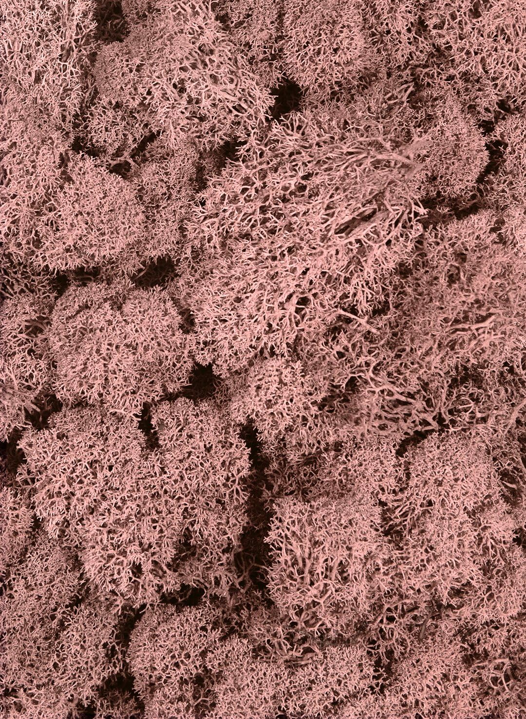 SuperMoss (25150) Reindeer Moss Preserved, Dusty Rose, 3 lbs