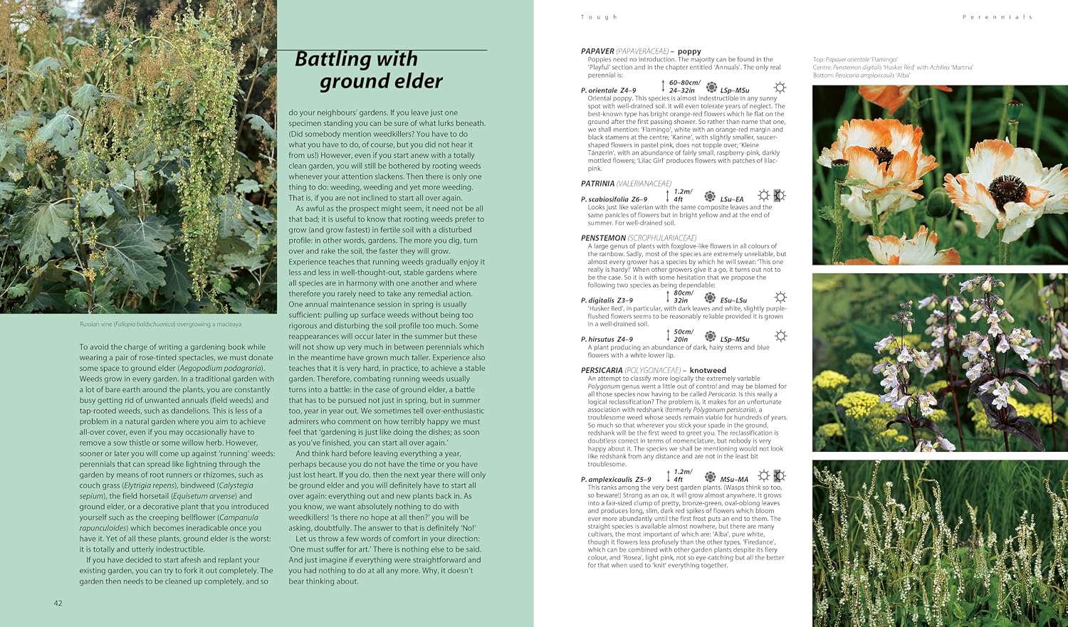 Dream Plants for the Natural Garden