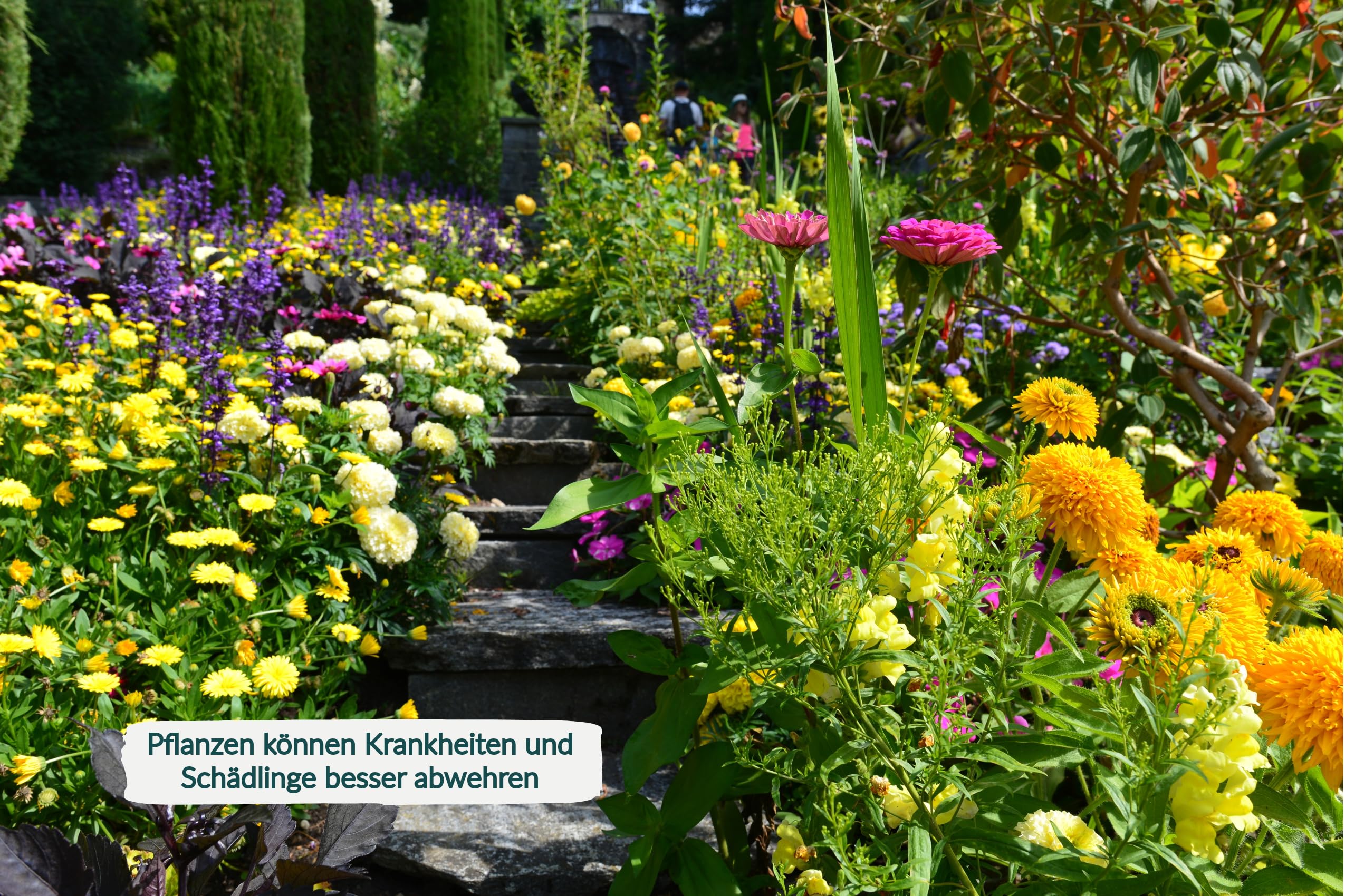 gurkenschalen dünger Gurken & Zucchini Dünger Bio main image 0