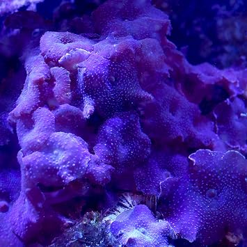 Seachem Reef Advantage Calcium, 250 g