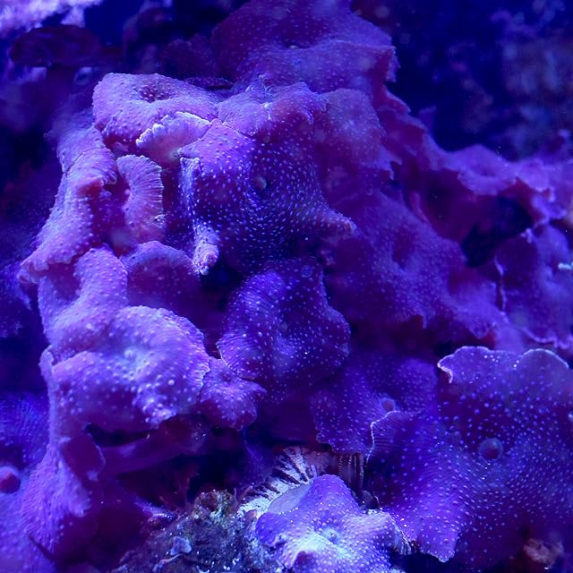 Foto 3 de 3 de Seachem Calcio Reef Advantage, 250 g