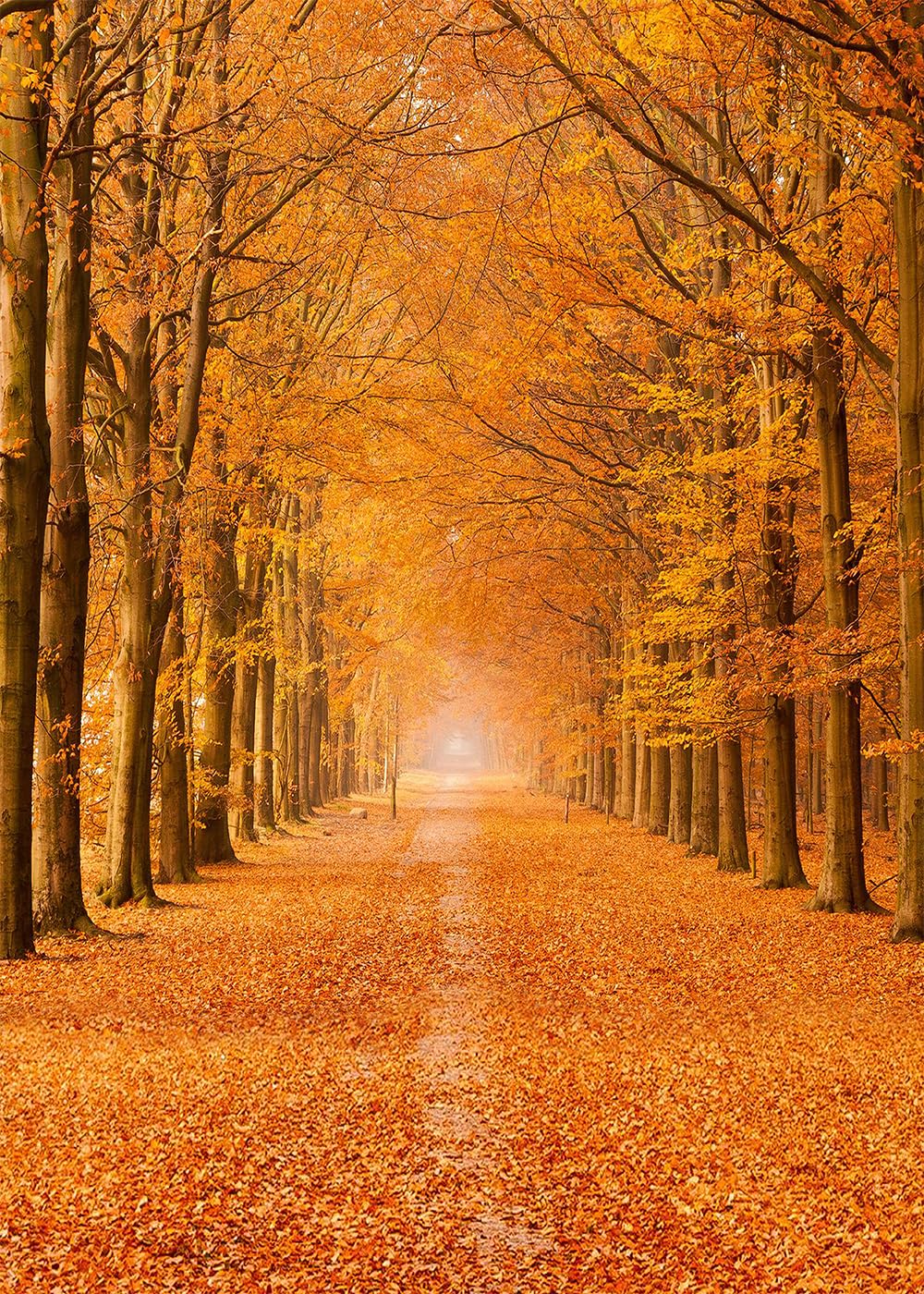 Leowefowa Fotohintergrund Vinyl 3x2,4 M – Herbstwald Mit Roten Ahornblättern Für Partys & Fotoshootings