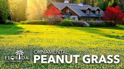 Miniatura 2 de Hierba ornamental de maní  60 plantas vivas completamente enraizadas  Arachis Glabrata  Cubierta vegetal tolerante a la sequía de bajo