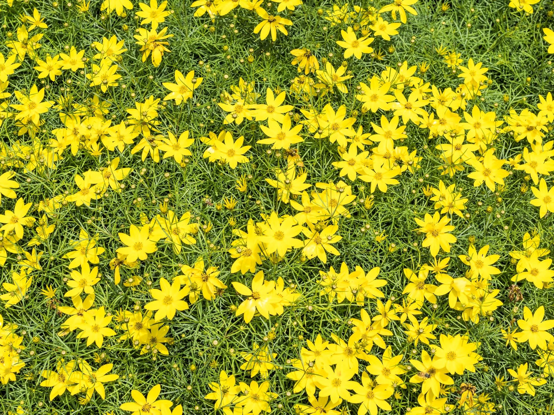 Greenwood Nursery Nana Coreopsis