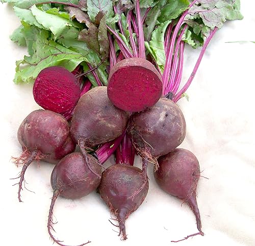 Miniatura 2 de Semillas de remolacha roja oscura de Detroit, paquete de 100 semillas, carne roja de sangre dulce y sabrosa - Country Creek LLC
