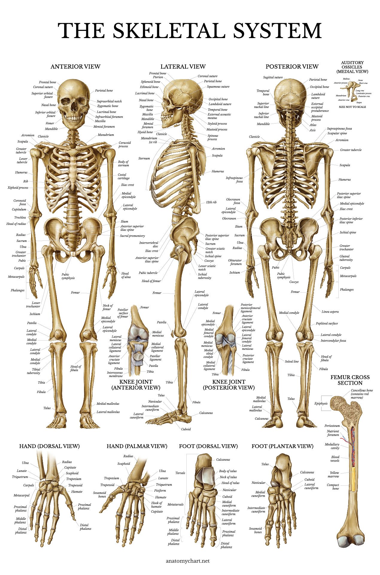 Skeletal System Anatomical Chart LAMINATED Human Skeleton Anatomy 