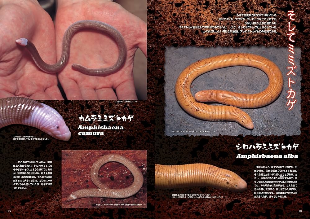 ビバリウムガイド NO.66 2014年 08月号 |本 | 通販 | Amazon