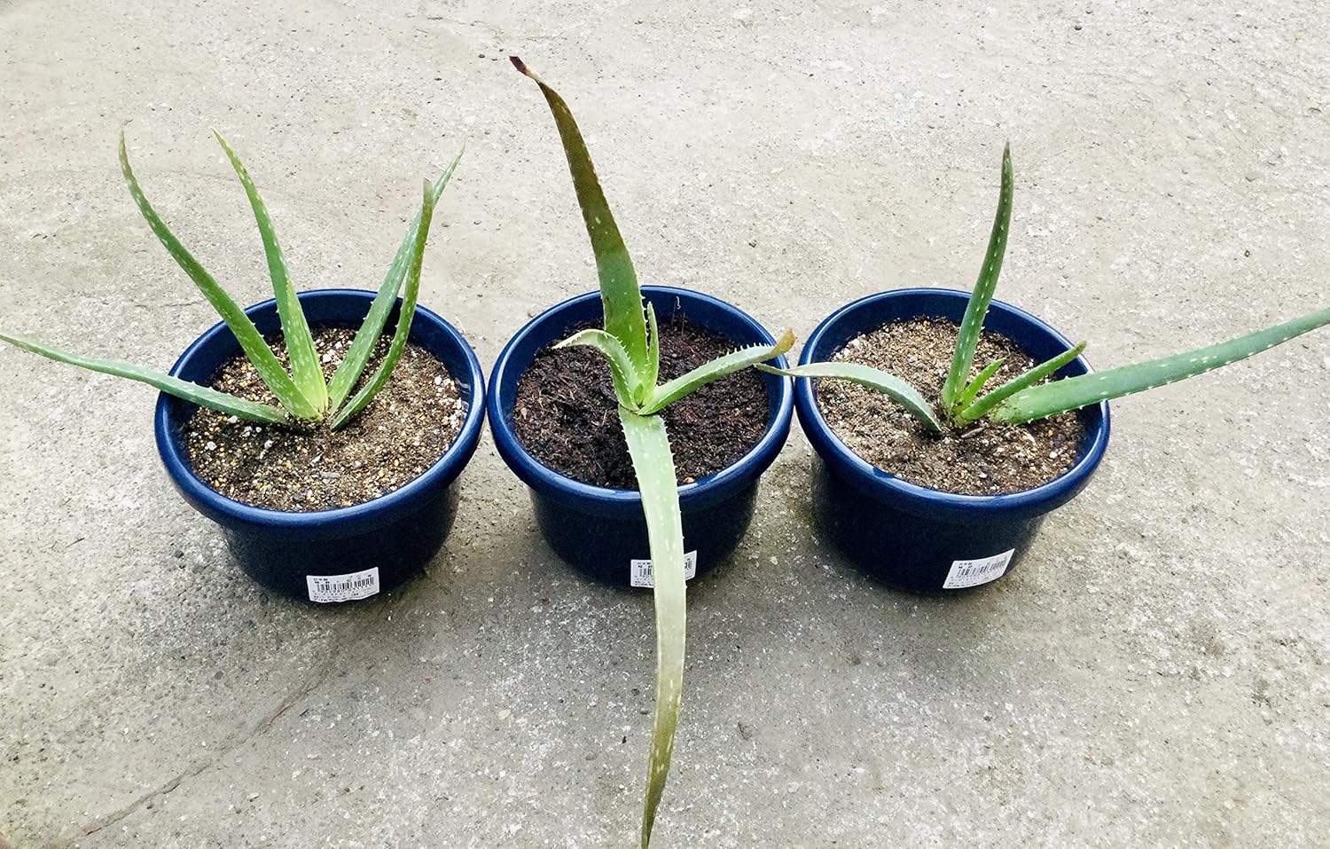 Amazon Co Jp アロエ ベラ 食用出来て美容と健康に重宝 ６号 ホーム キッチン