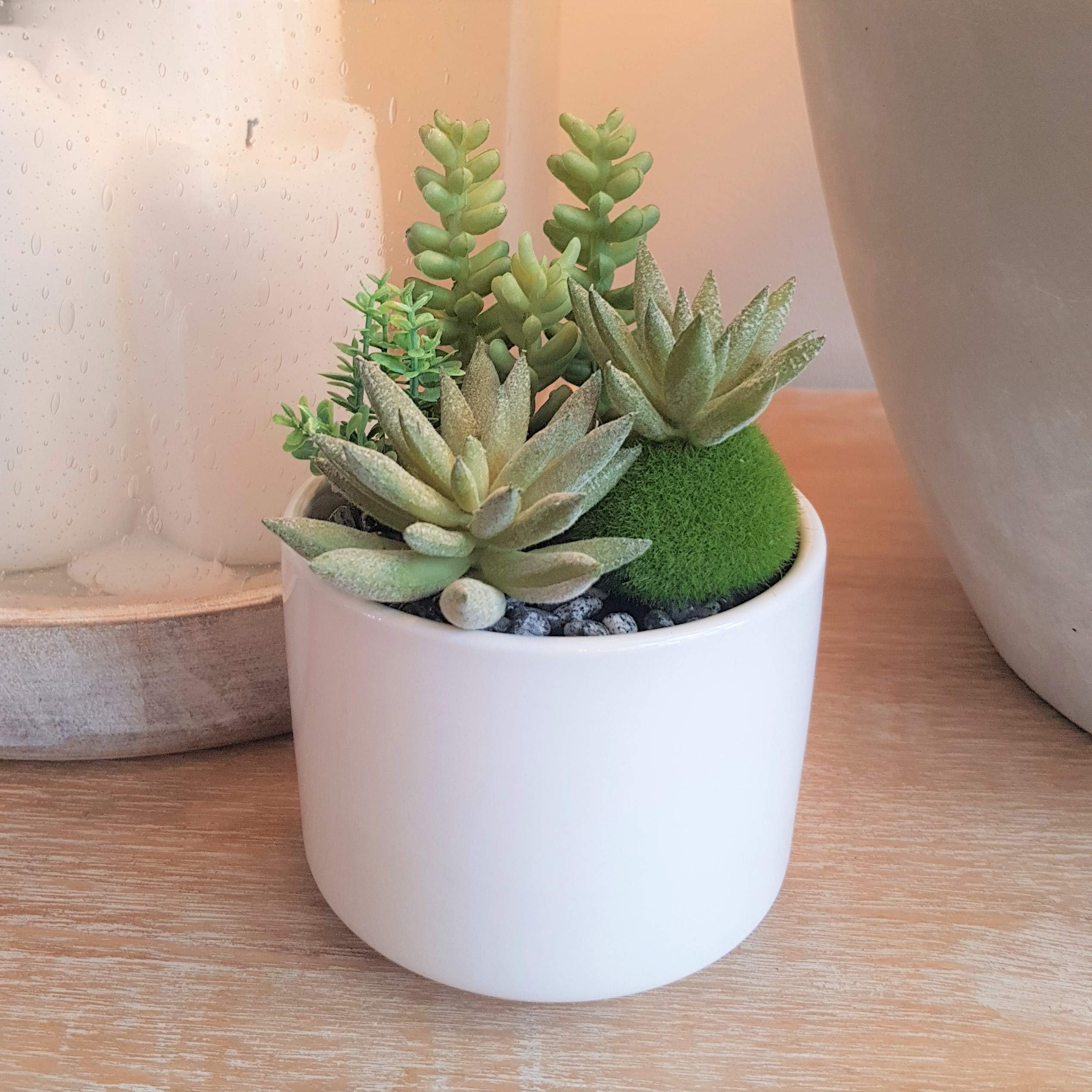 Ceramic White Planter with Artificial Succulent 7.5 x 10cm. Realistic Fake Plastic Plant with Impressive Detail in Fancy Pot Requires No Care. Perfect for Home & Office