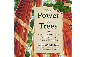 The Power of Trees: Find Hope and Healing in Our Forests