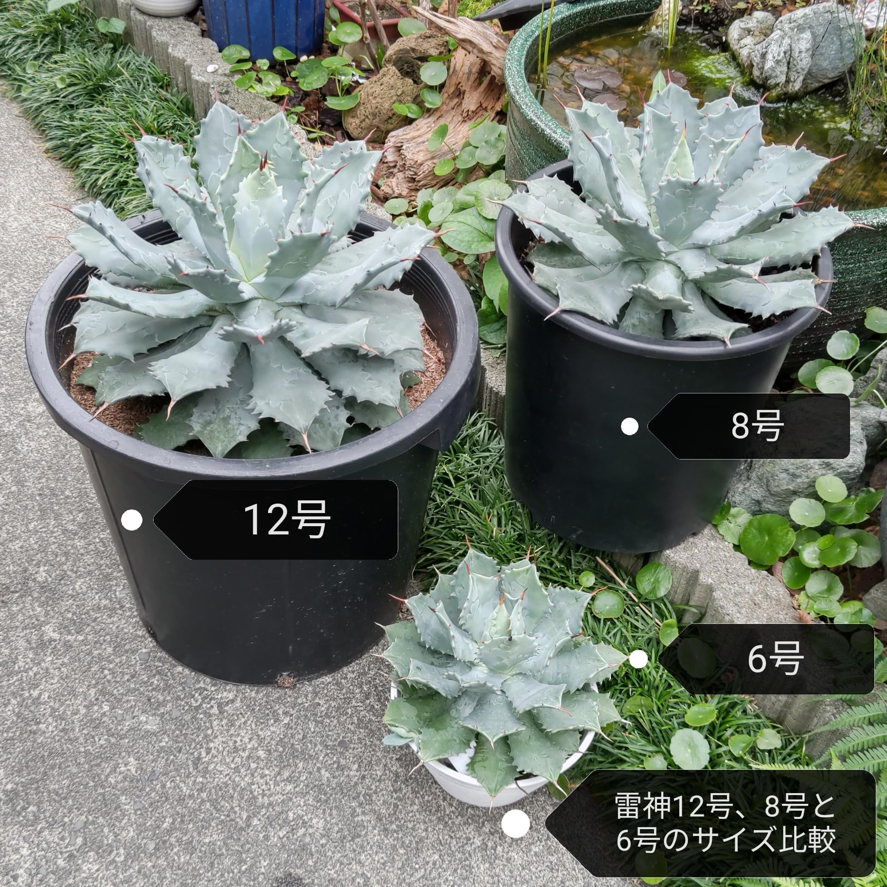 アガベ 雷神 8号 リュウゼツラン 多肉植物 ドライガーデン ロックガーデン Amazon｜アガベ 雷神 ライジン 美株 リュウゼツラン 多肉植物 サボテン