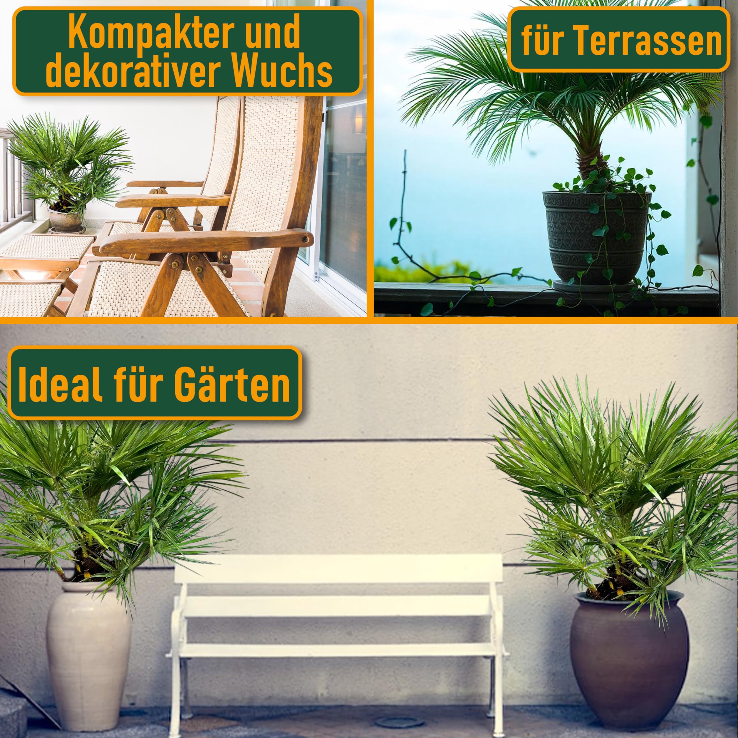 Chamaerops Humilis - Europäische Zwergpalme - Immergrüne winterharte Palme - 80 cm hoch inklusive Topf