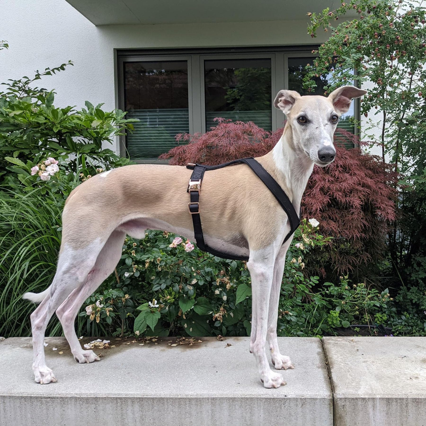 EDEL&SCHNELL Windhundgeschirr schwarz Größe S verstellbares Whippet Geschirr aus bequemen Webband mit Schnallen in Rosegold Hundegeschirr kleine Hunde
