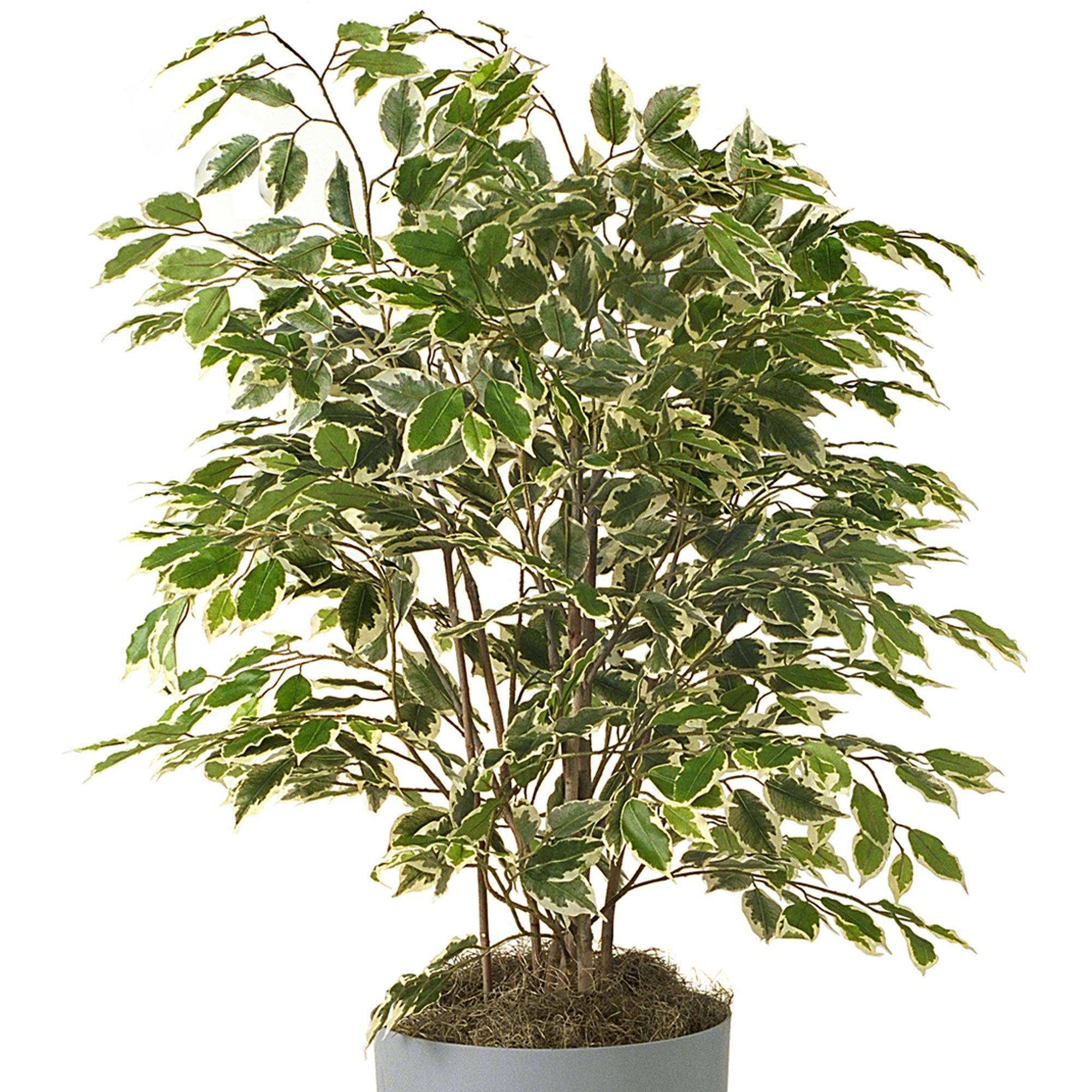 Ficus Golden King | 30-40cm Potted Variegated Weeping Fig | Home Office Plant