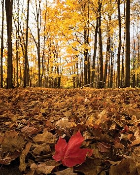 Red Autumn Leaf in the Forest Beautiful Landscape Scenery Poster Framed Photo Picture Print Home Room Decor Nature Wall Art - Fall Autumn Forest Trees 8x10 Unframed Photo