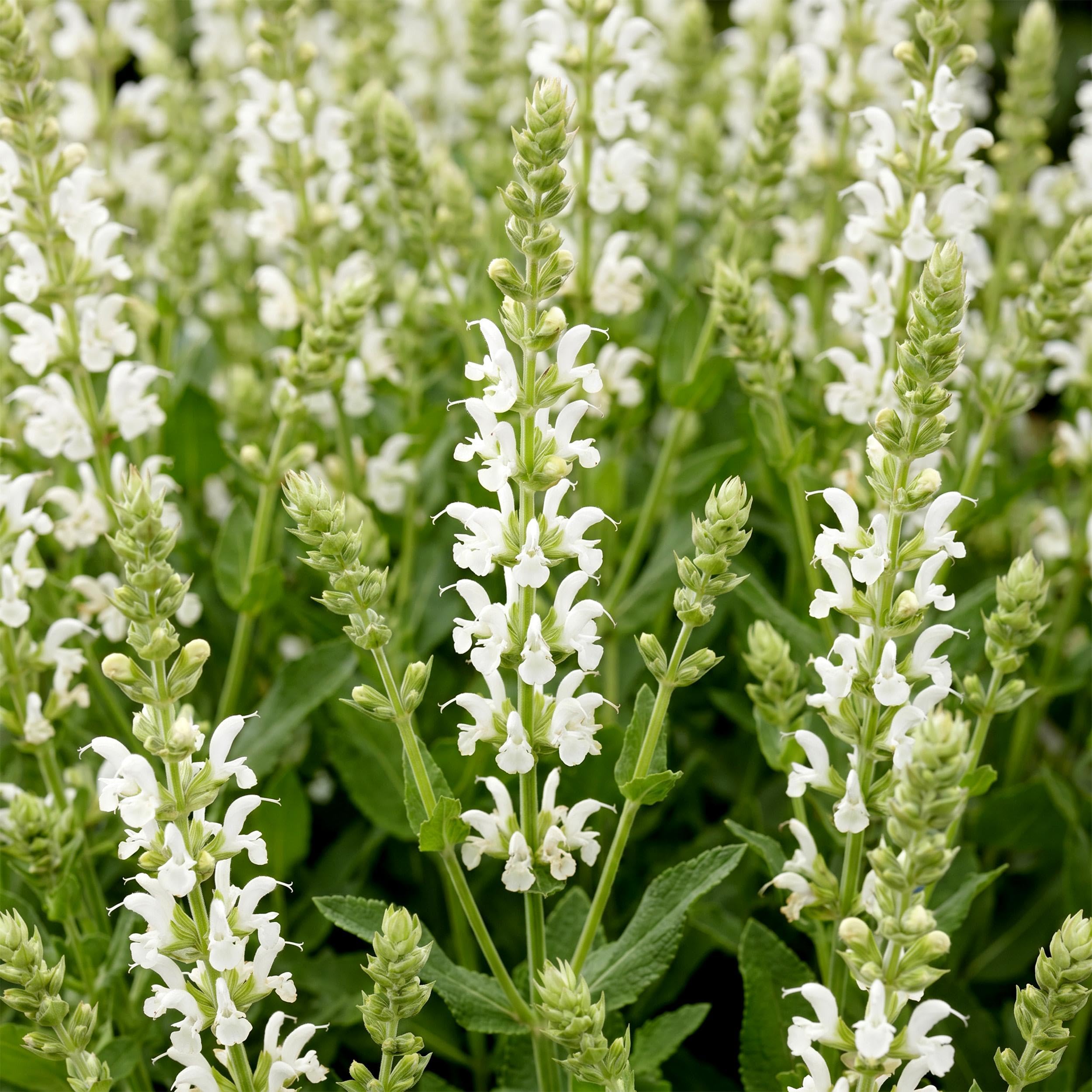 Salvia nem. Schneehügel – szałwia – rośliny przyciągające pszczoły i motyle – biała – 3 rośliny - 15-25cm - Ø11cm - Roślina ogrodowa