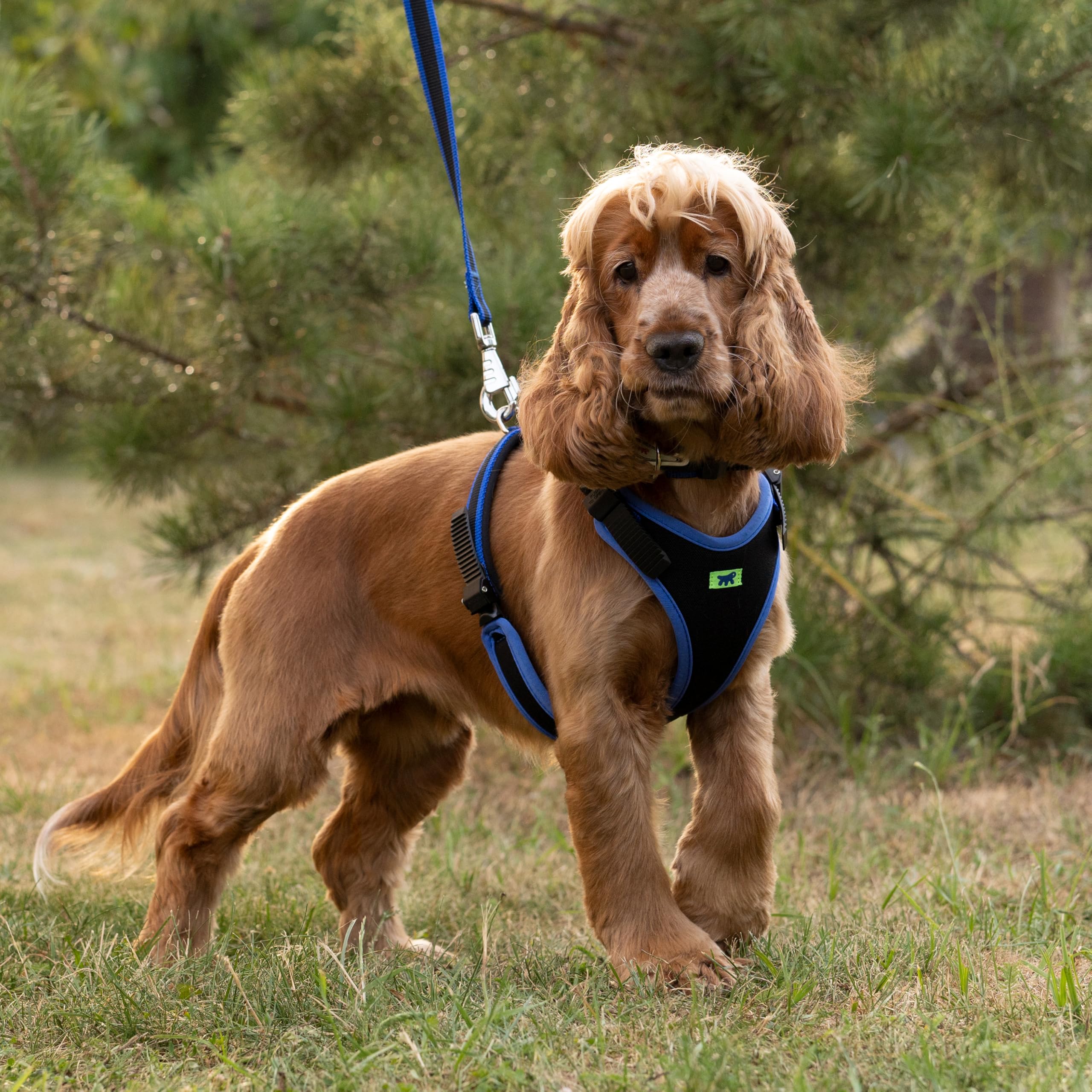 Ferplast Arnés para Perros medianos ERGOCOMFORT, Ajustable, cómodo, Acolchado, de fácil colocación y extracción, Talla M, máximo 30 kg. Azul.